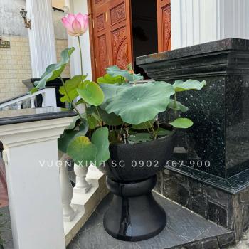 Đôn Kê Chậu Cảnhđôn kê chậu đen